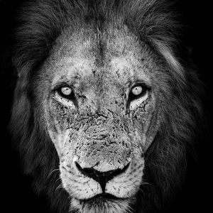 Meet your Posher, Dawson